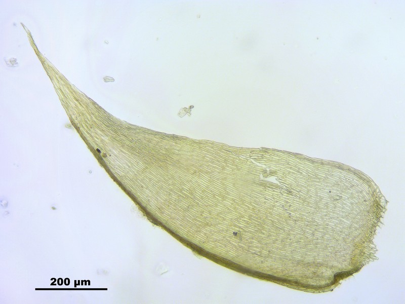 Hypnum Moss photo 6
