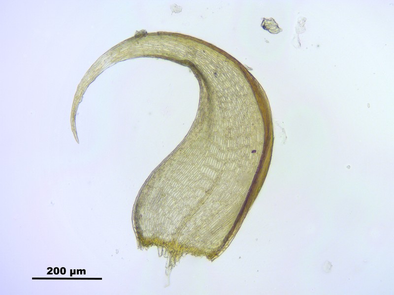 Hypnum Moss photo 7