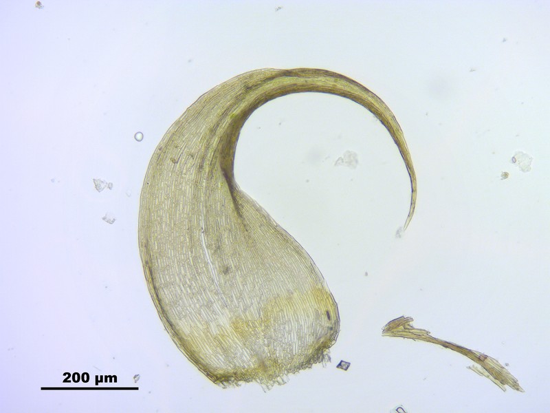 Hypnum Moss photo 8
