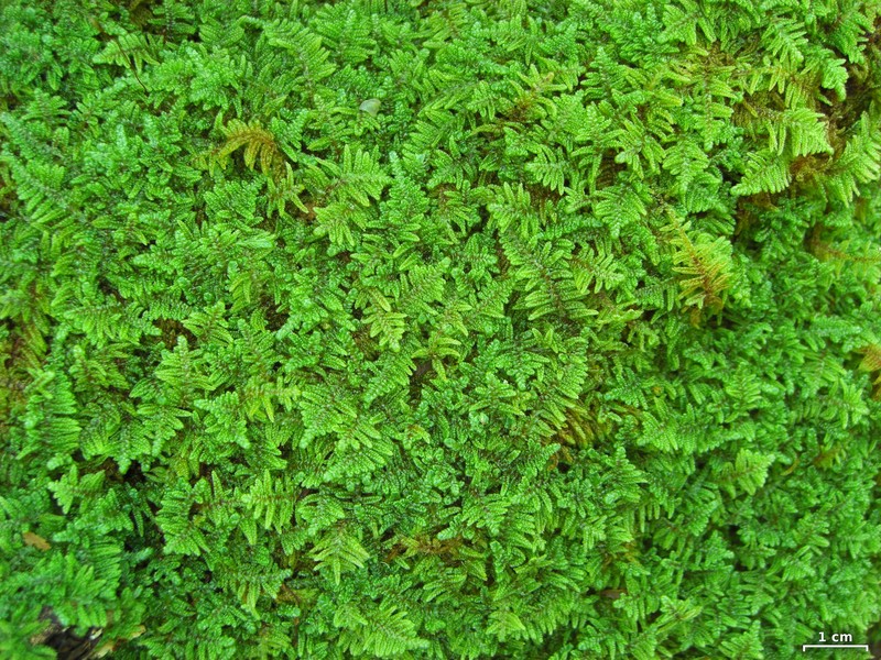 Hypnum Moss photo 2