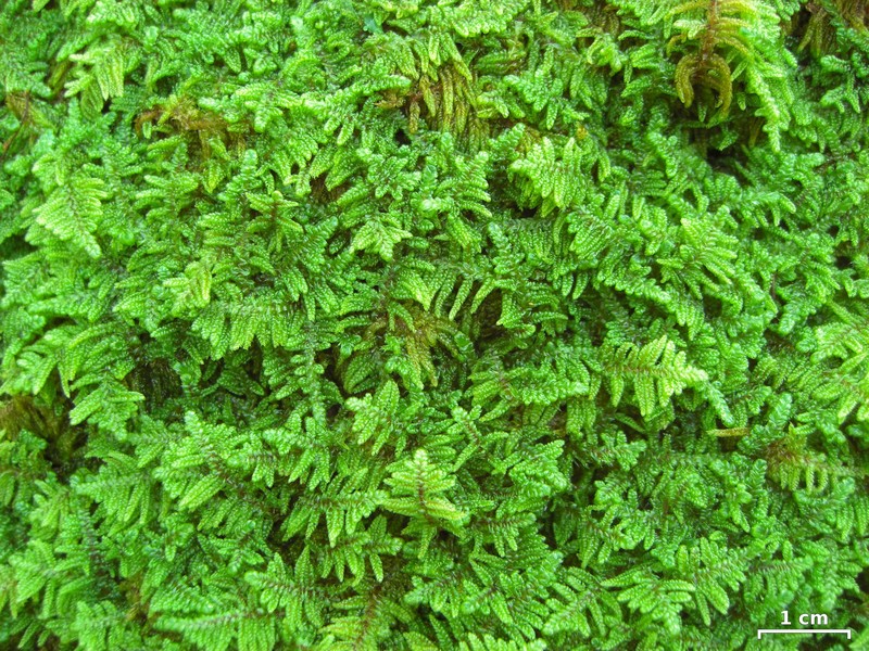 Hypnum Moss photo 3