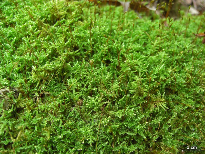 Hypnum Moss photo 4