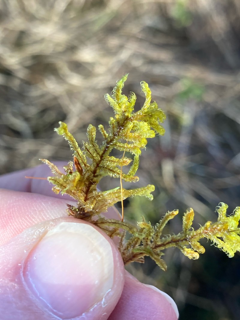 Hypnum Moss