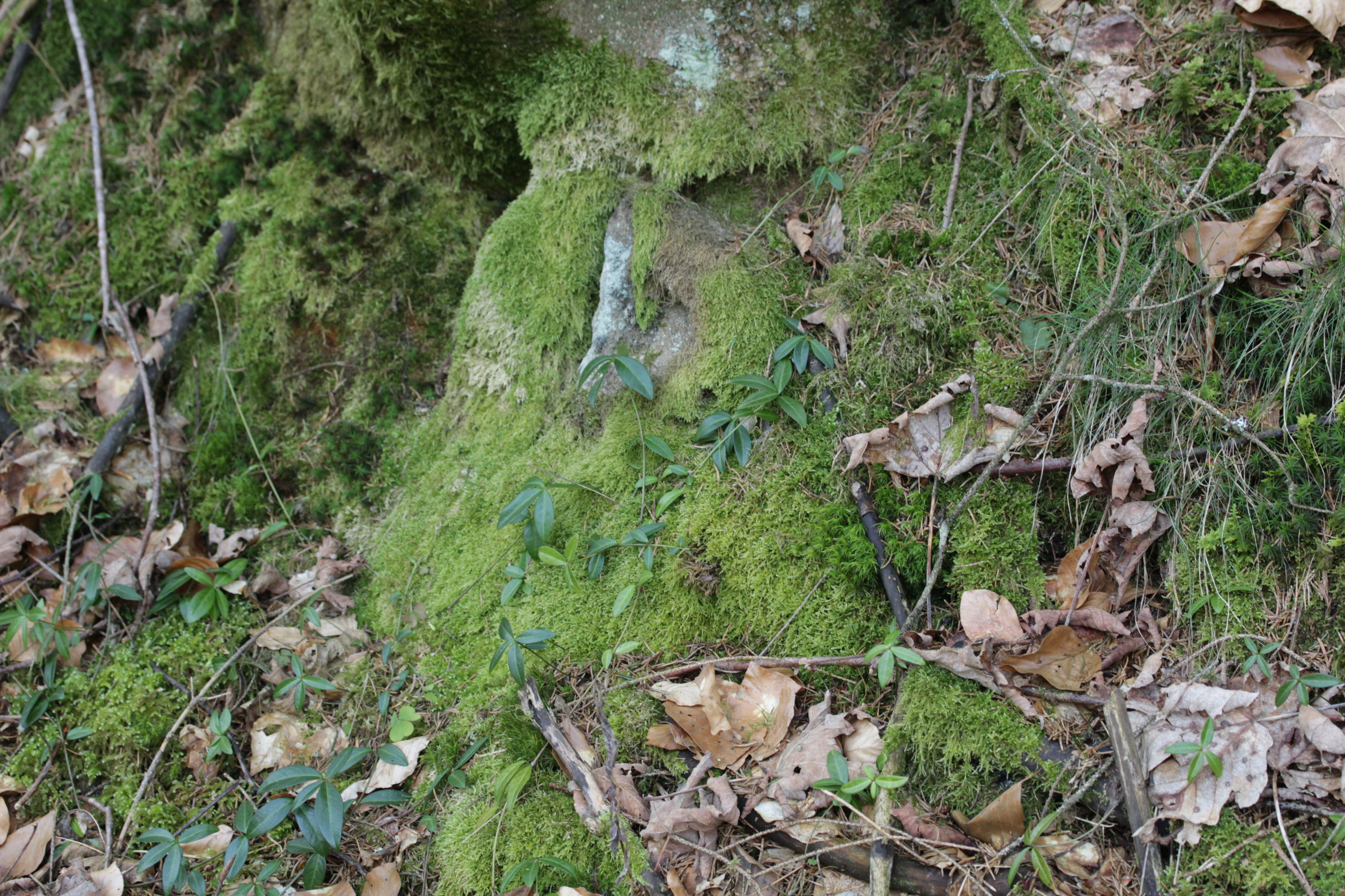 Hypnum Moss photo 5