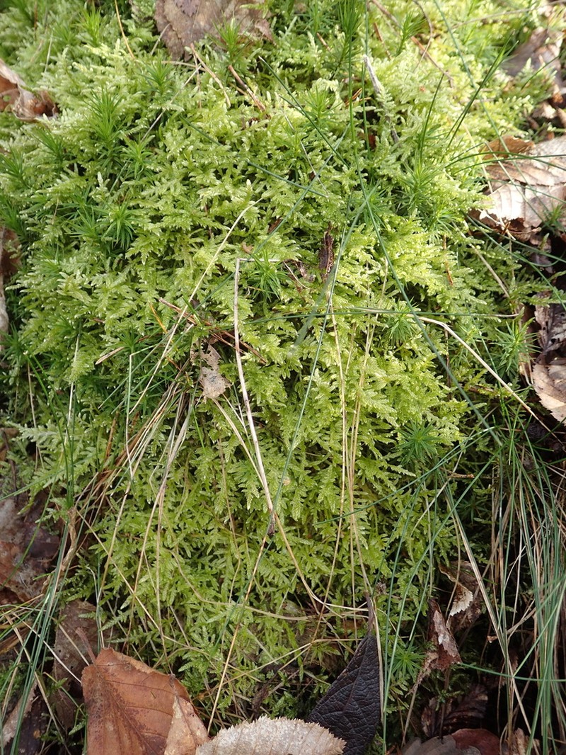 Hypnum Moss