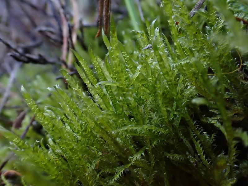 Hypnum Moss photo 2