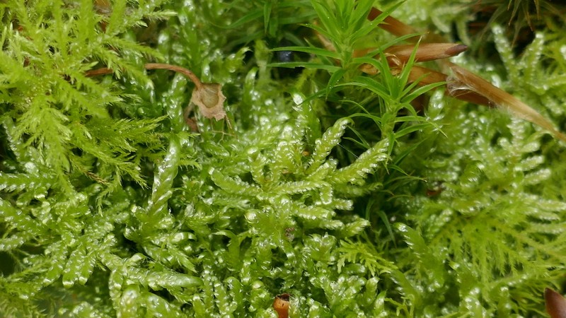 Hypnum Moss photo 3