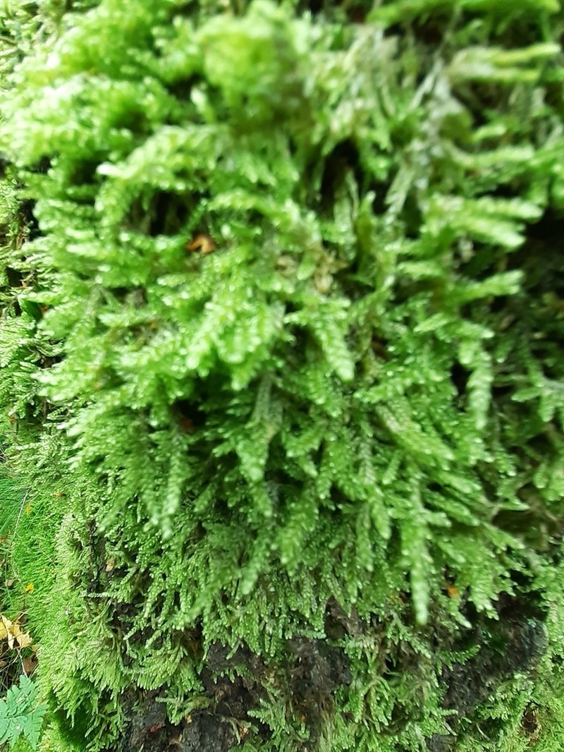 Hypnum Moss photo 4