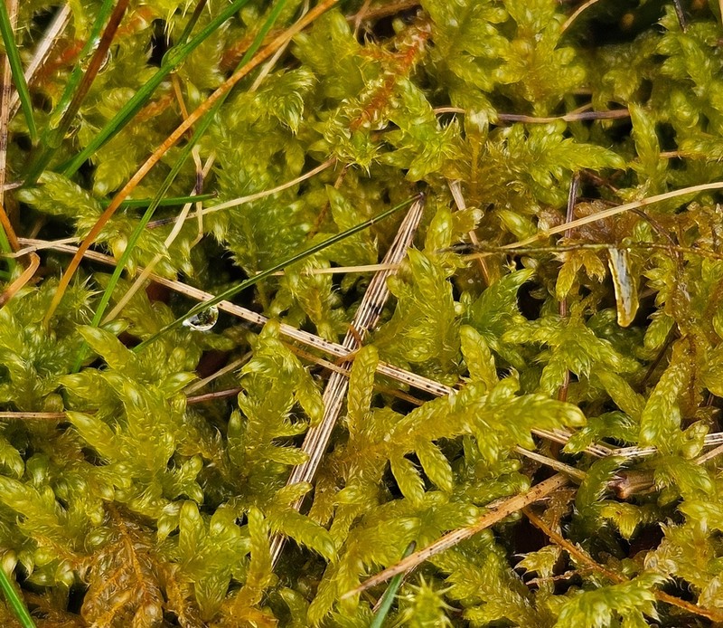 Hypnum Moss photo 5