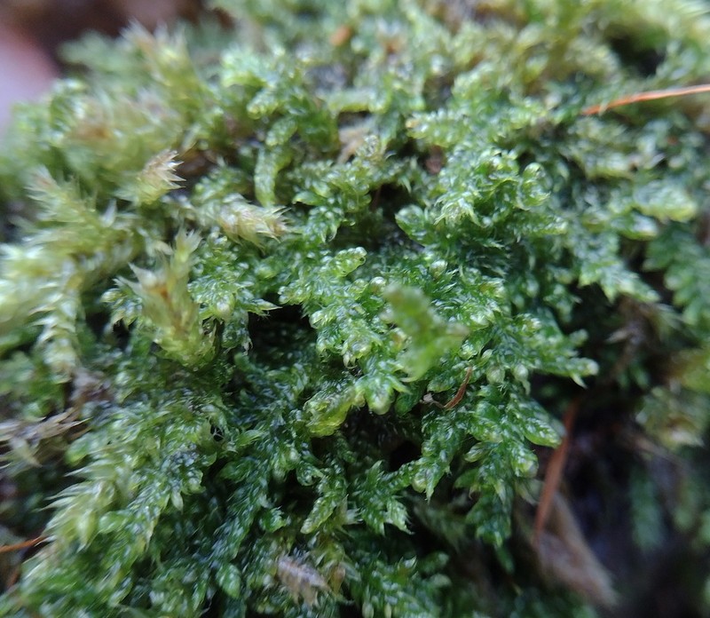 Hypnum Moss photo 6