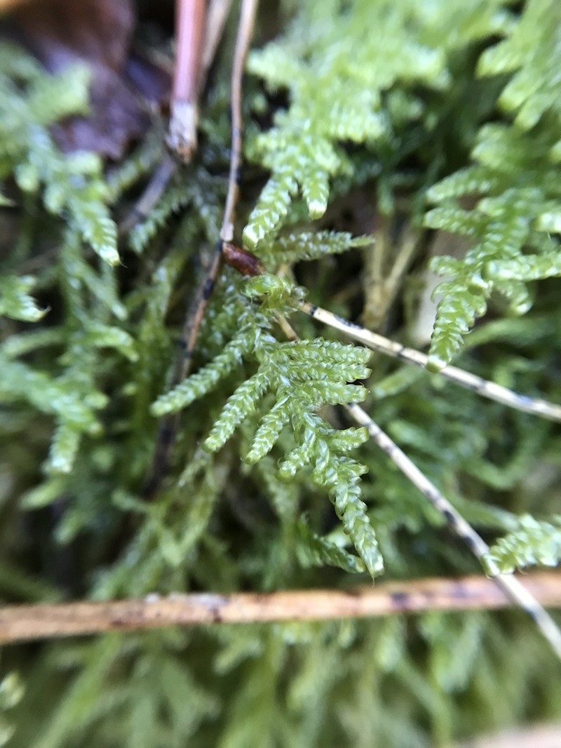 Hypnum Moss photo 7