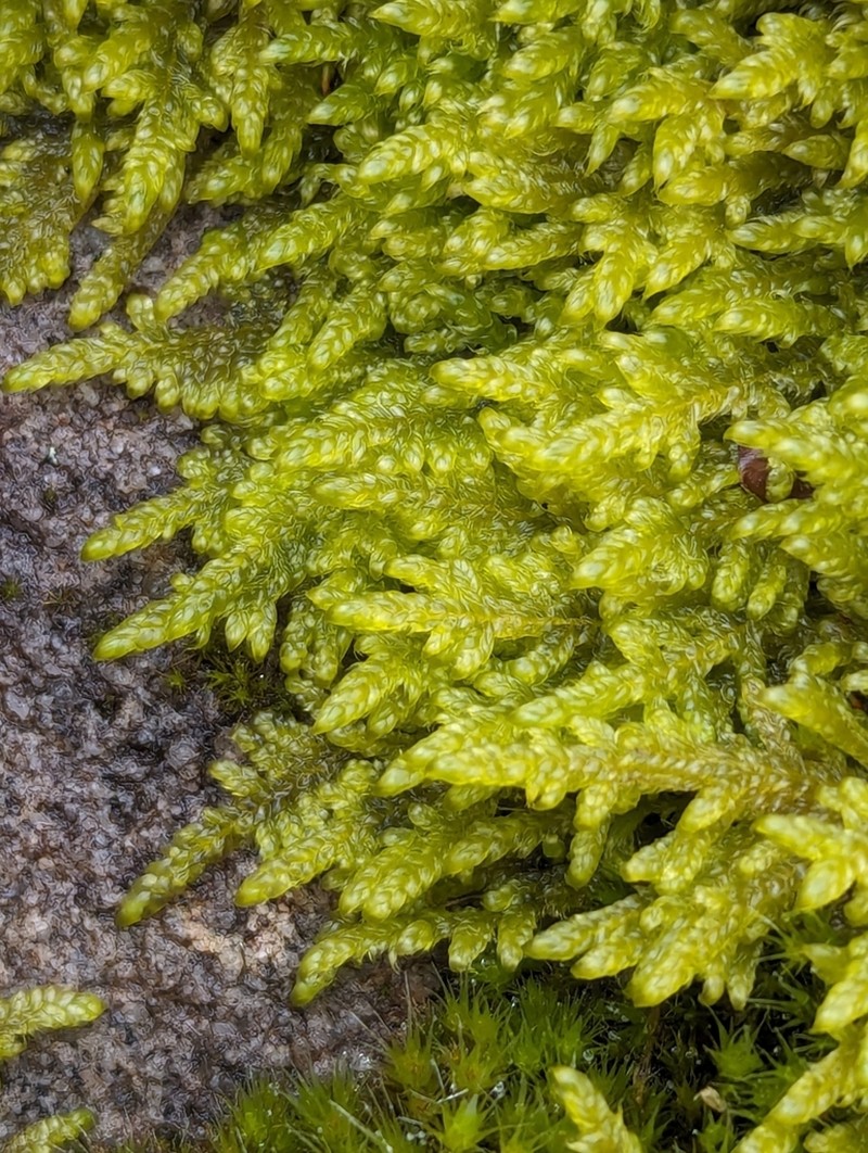 Hypnum Moss photo 8