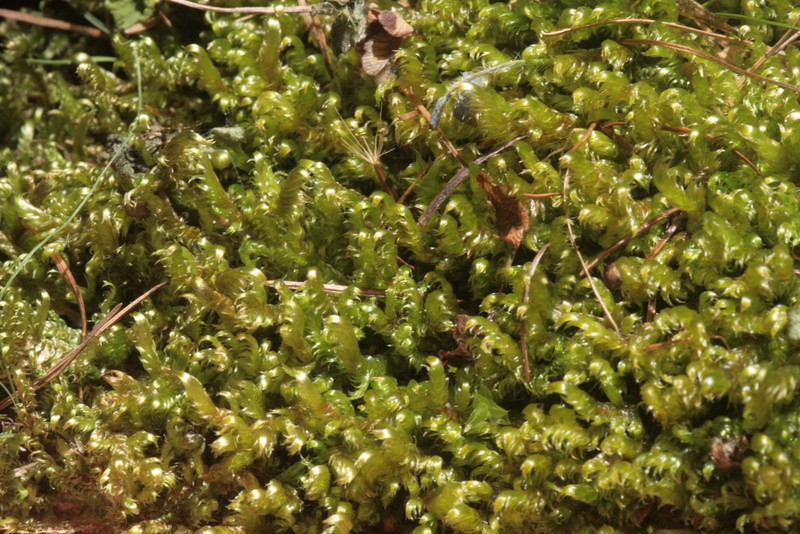 Lindberg's Hypnum Moss