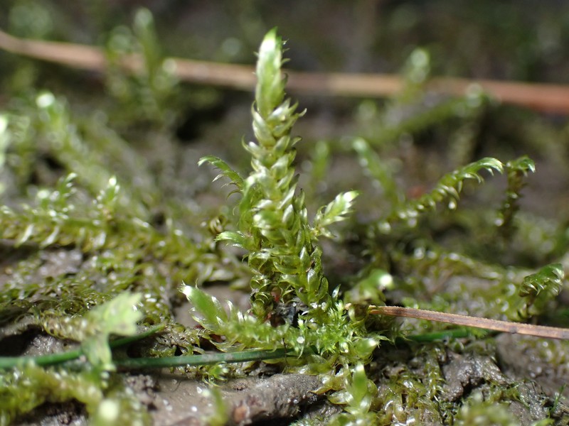 Lindberg's Hypnum Moss photo 2