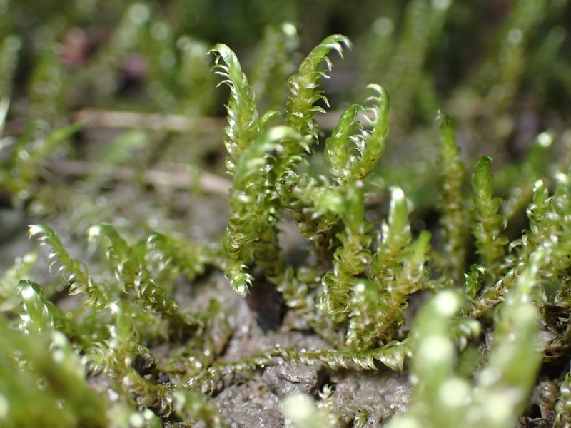 Lindberg's Hypnum Moss photo 3