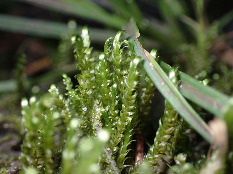 Lindberg's Hypnum Moss photo 4