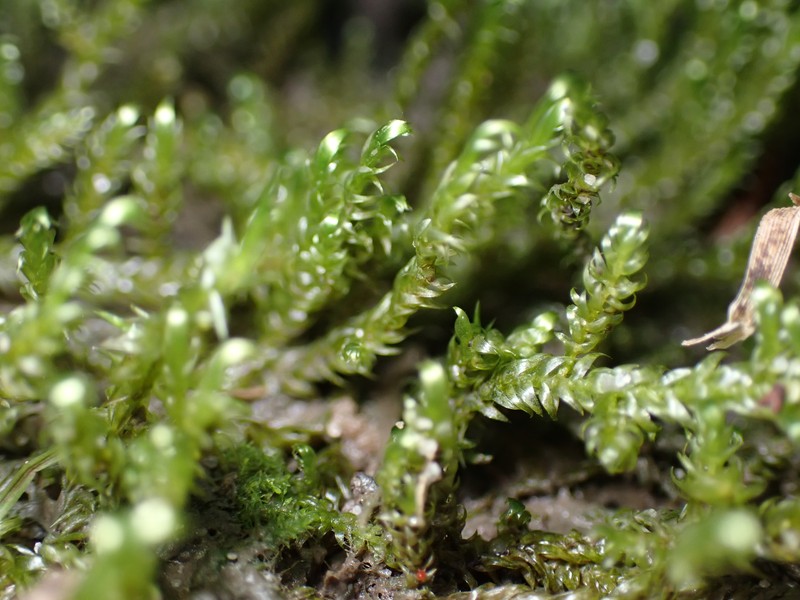 Lindberg's Hypnum Moss photo 5