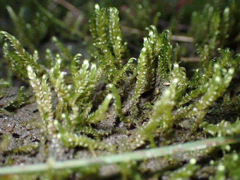 Lindberg's Hypnum Moss photo 6
