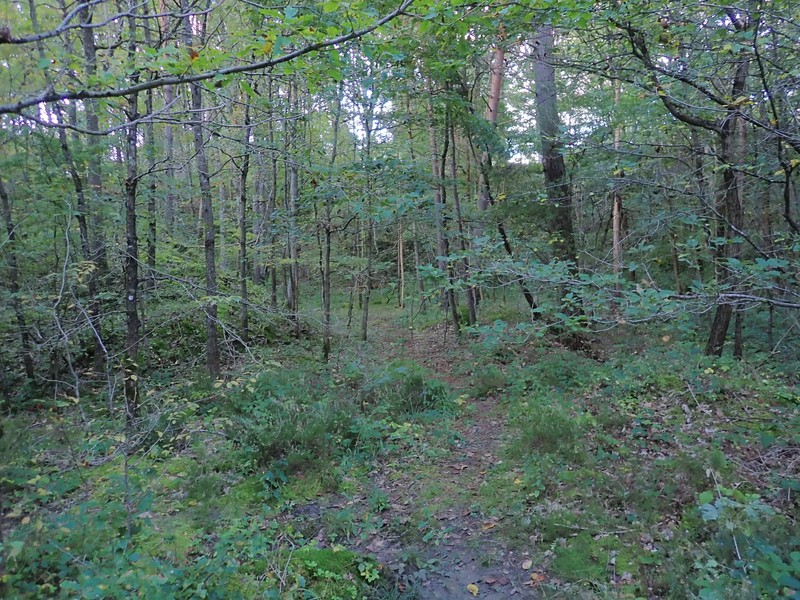 Lindberg's Hypnum Moss photo 7