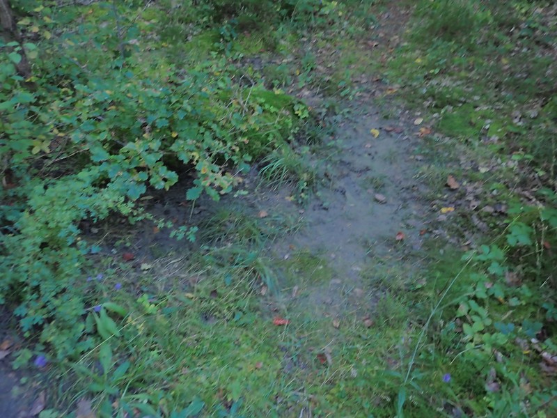 Lindberg's Hypnum Moss photo 8