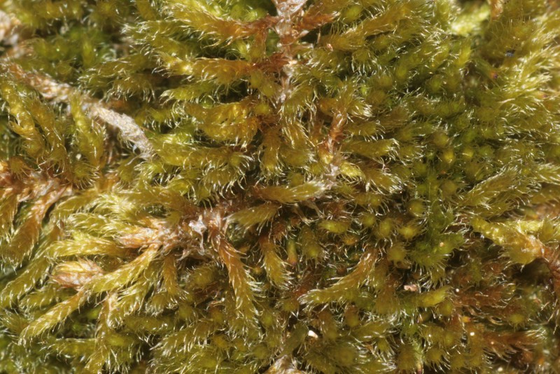 Hypnum Moss