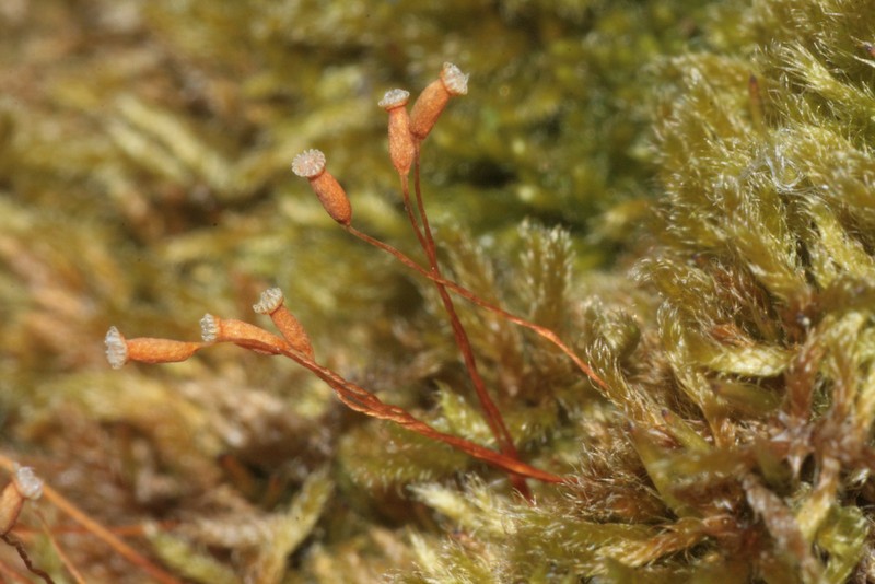 Hypnum Moss photo 2