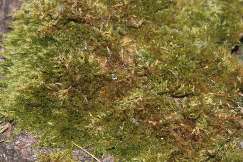 Hypnum Moss photo 3