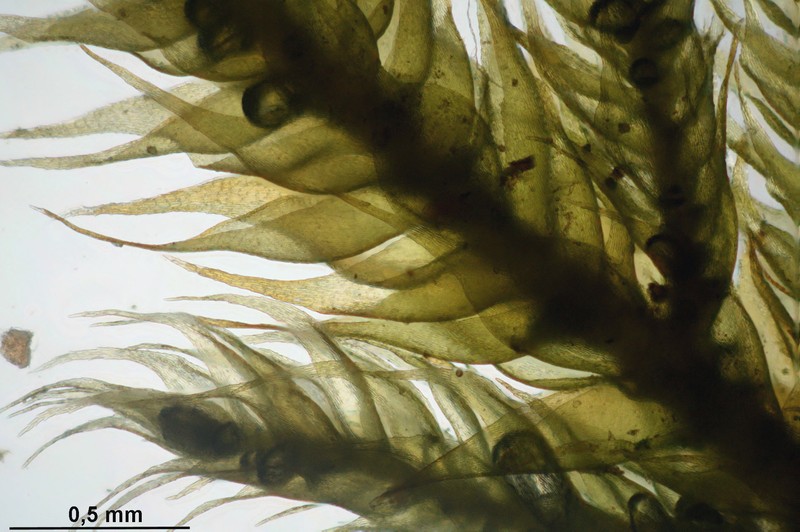Hypnum Moss photo 4