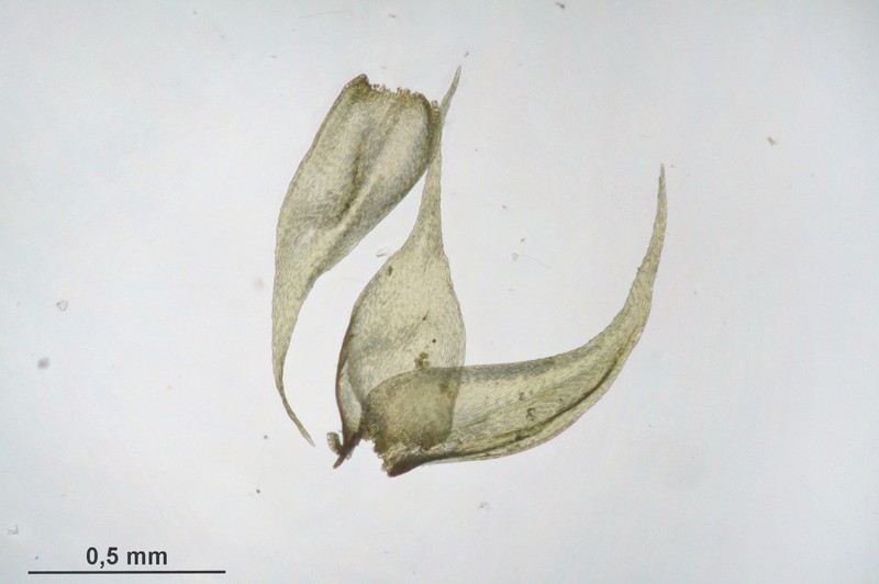 Hypnum Moss photo 7