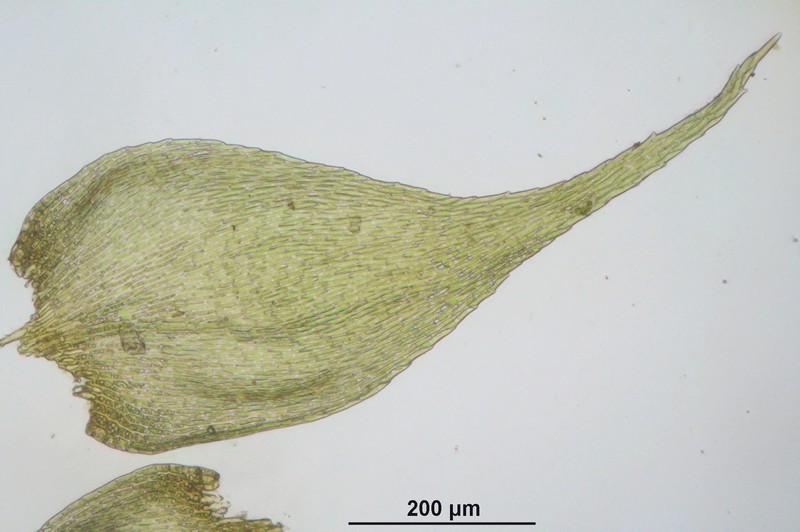 Hypnum Moss photo 8