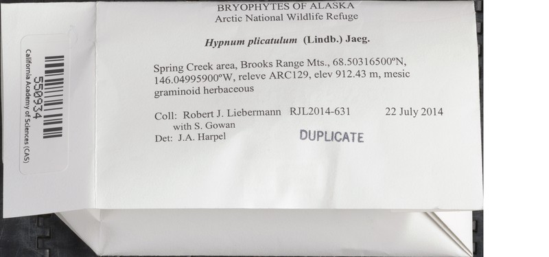 Hypnum Moss