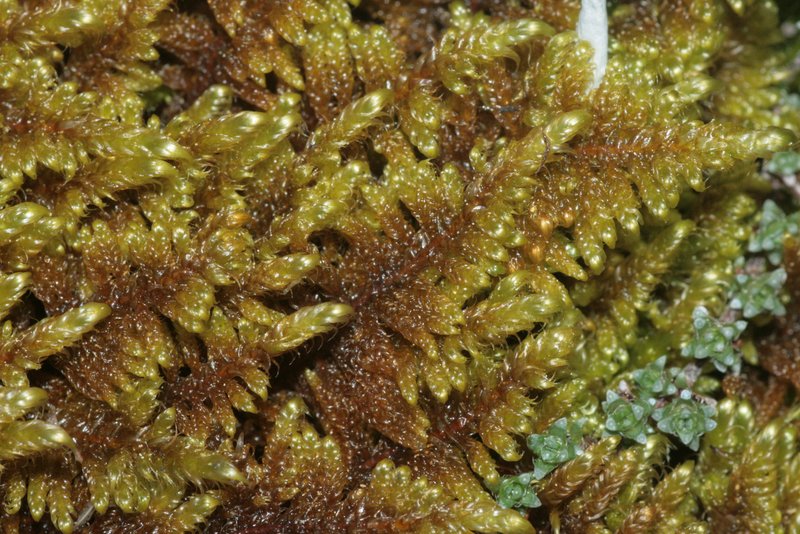 Hypnum Moss