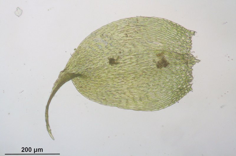 Recurved Hypnum Moss