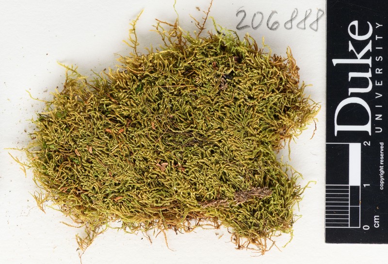 Recurved Hypnum Moss