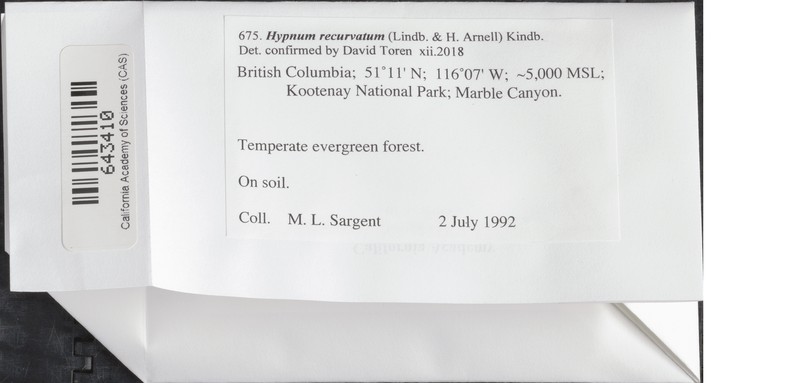 Recurved Hypnum Moss photo 3