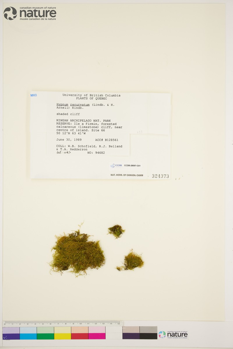 Recurved Hypnum Moss photo 4