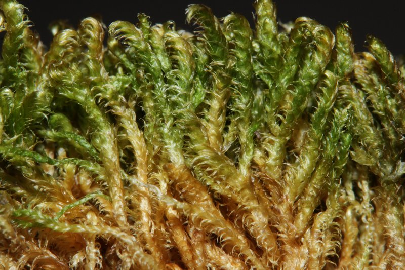 Revolute Hypnum Moss