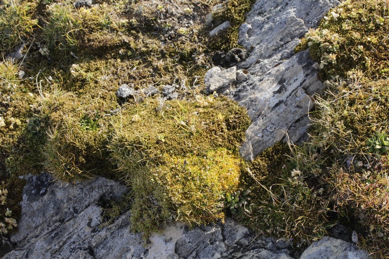 Revolute Hypnum Moss