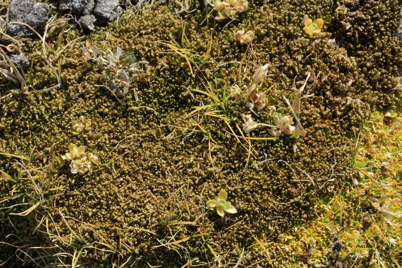 Revolute Hypnum Moss photo 2