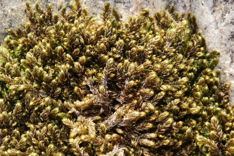 Revolute Hypnum Moss photo 3