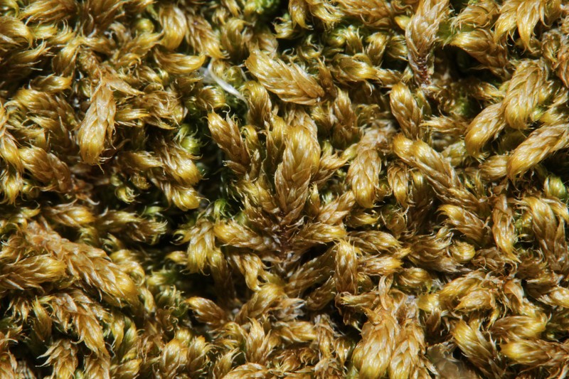 Revolute Hypnum Moss photo 4