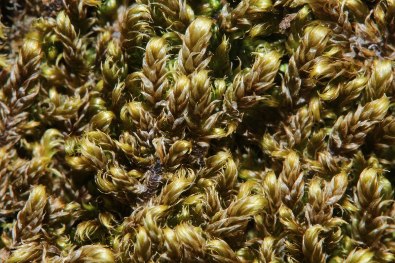 Revolute Hypnum Moss photo 5