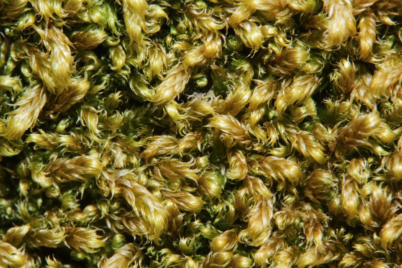 Revolute Hypnum Moss photo 6