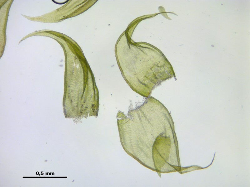 Revolute Hypnum Moss photo 7