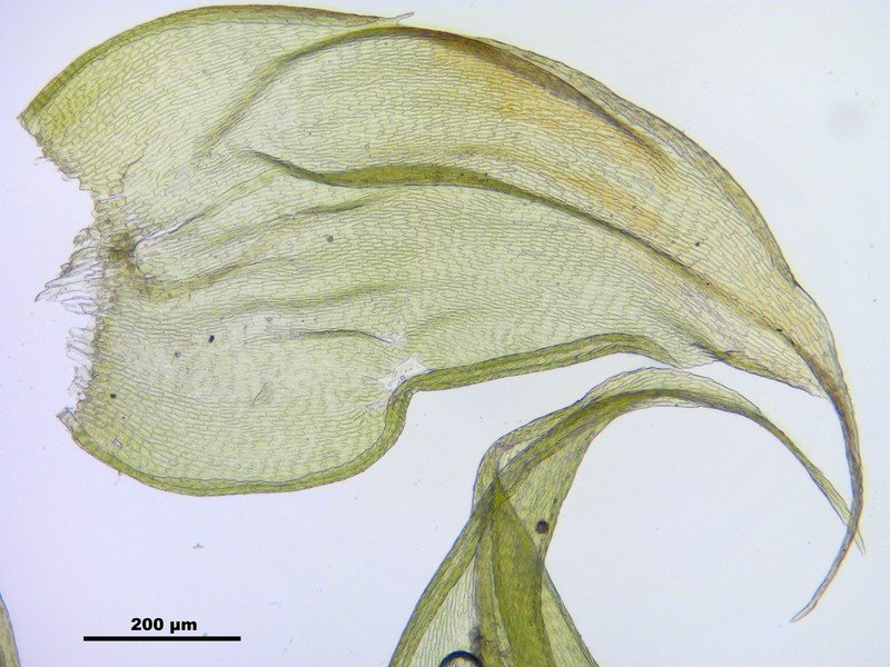 Revolute Hypnum Moss photo 8