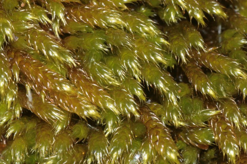 Vaucher's Hypnum Moss