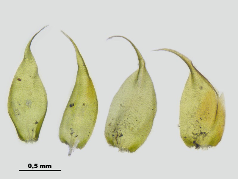Vaucher's Hypnum Moss