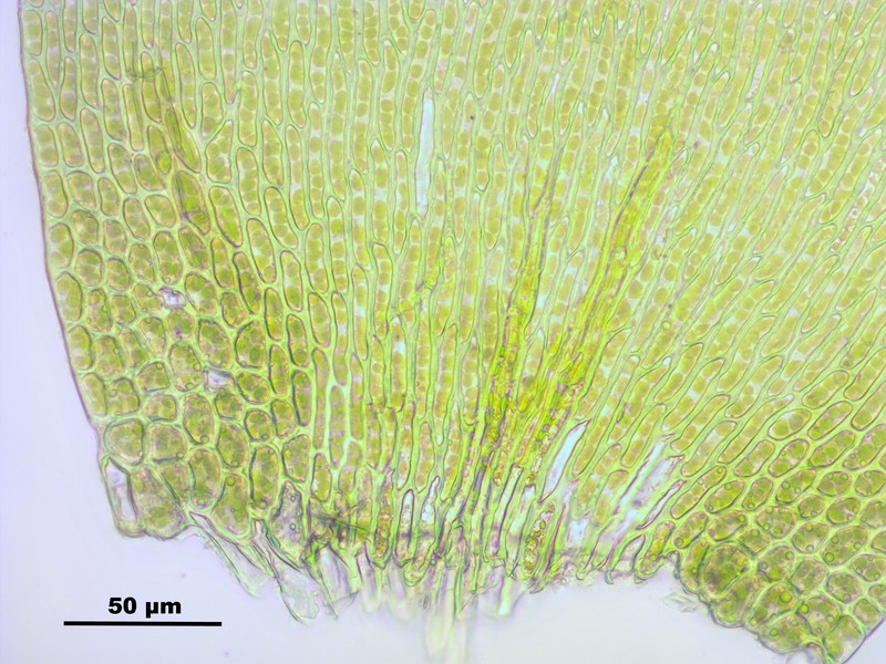 Vaucher's Hypnum Moss photo 3