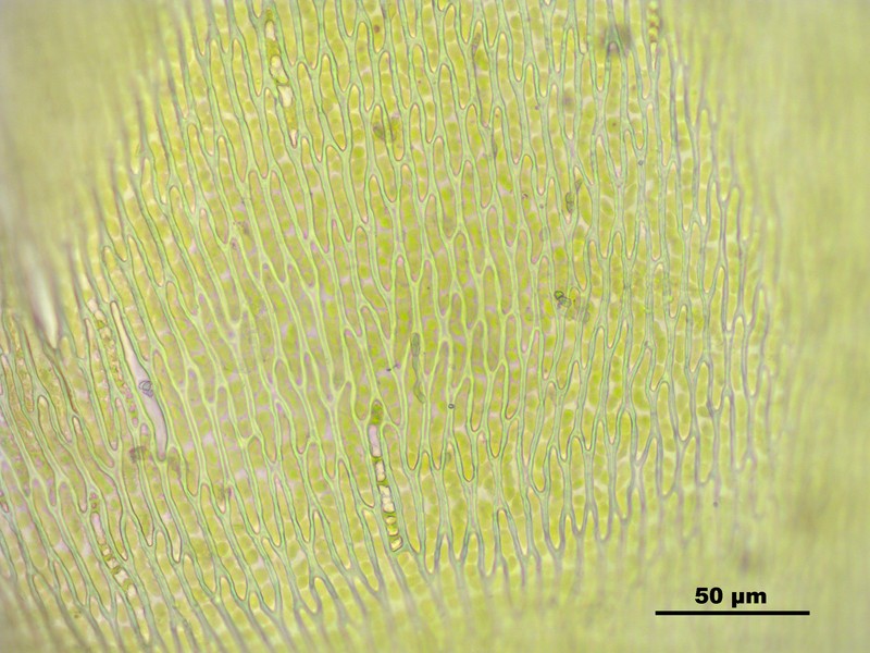 Vaucher's Hypnum Moss photo 4