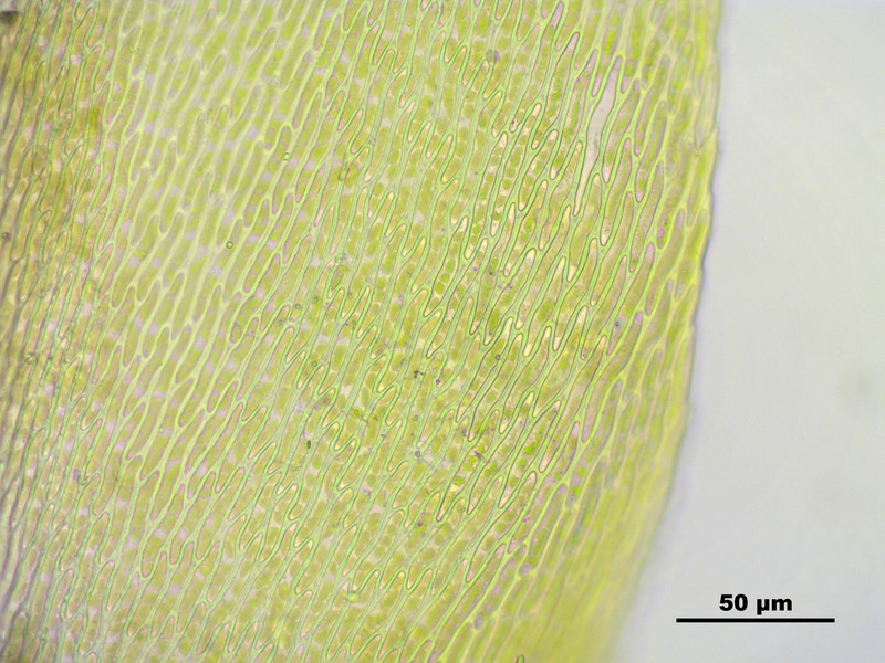 Vaucher's Hypnum Moss photo 5